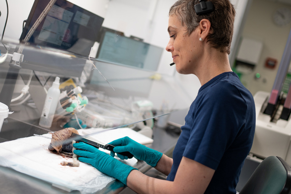 Trin 2: Nogle patologiprøver er store, fx en hel tarm og der skal nu udtages repræsentative områder og i andre tilfælde hele vævsstykker (biopsier) som kommes i små kapsler for nærmere behandling.