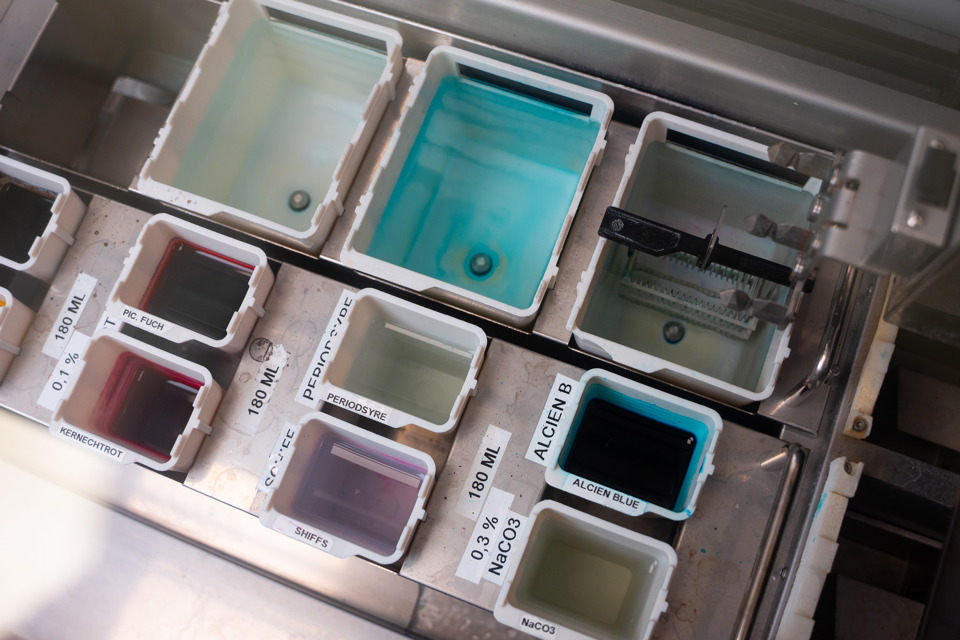 Trin 7: De tynde skiver lægges på prøveglas og farves således at de kan undersøges mikroskopisk.