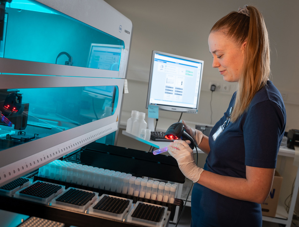 Trin 7: De tynde skiver lægges på prøveglas og farves således at de kan undersøges mikroskopisk.