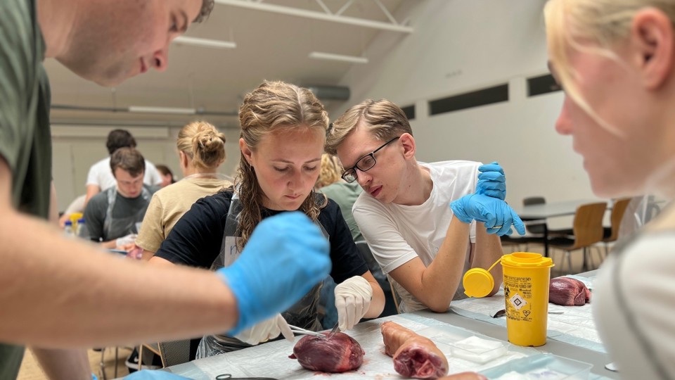 Medicinstuderende lærer bl.a. at sy sår og flænger sammen, når de er til Bland Selv Klinik. Til dette bruges bl.a. grisehjerter.