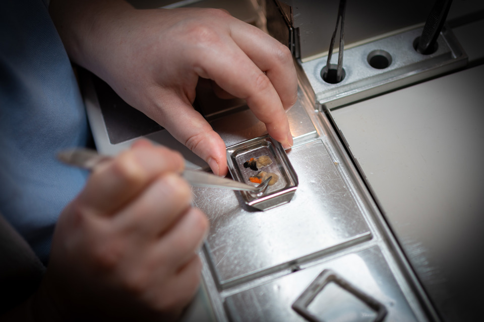 Trin 4: Prøverne indstøbes i flydende paraffin, som er fast ved stue temperatur.