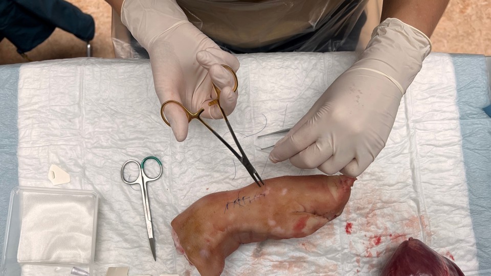 Medicinstuderende lærer bl.a. at sy sår og flænger sammen, når de er til Bland Selv Klinik. Til dette bruges bl.a. grisetæer..